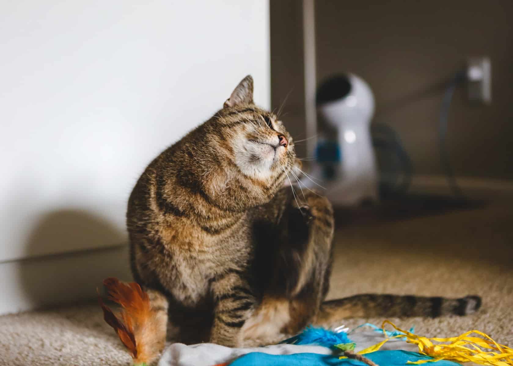 Can Indoor Cats Lead to Flea Infestations in Homes? · ExtermPRO