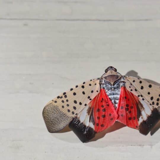 What Are Lanternflies and What Makes Them a Pest?