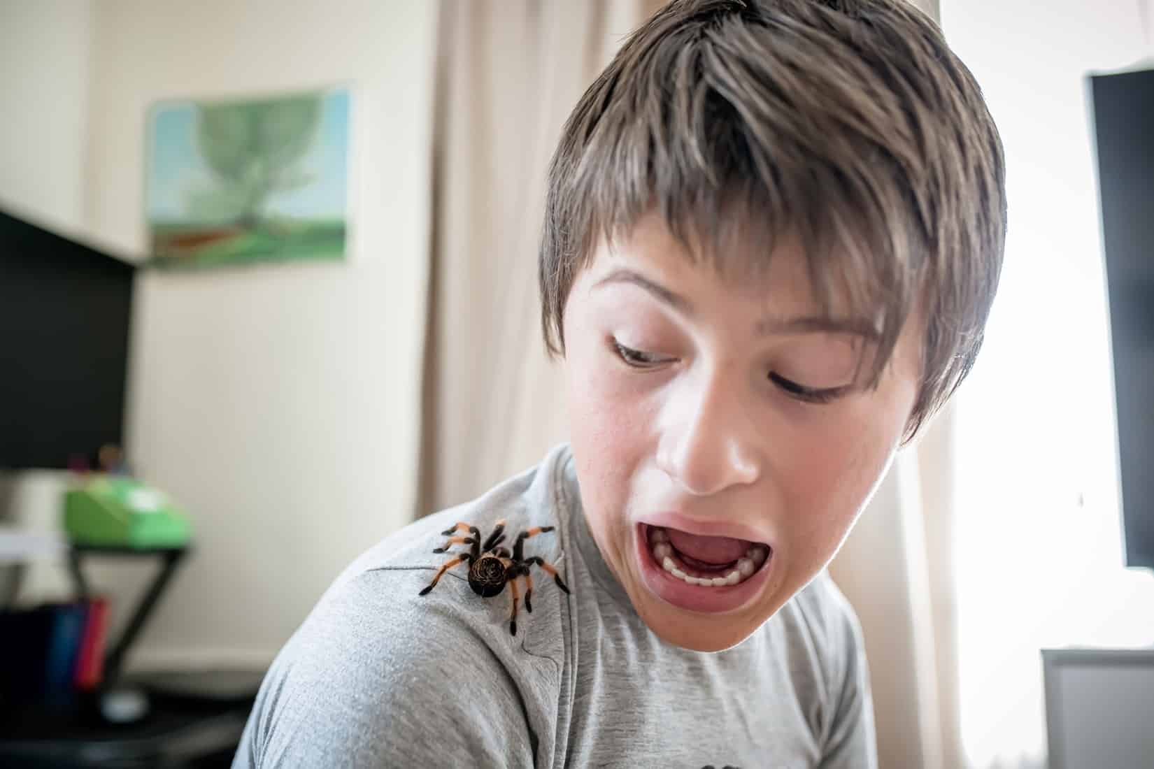 How to Remove a Spider From Your Home Safely · ExtermPRO