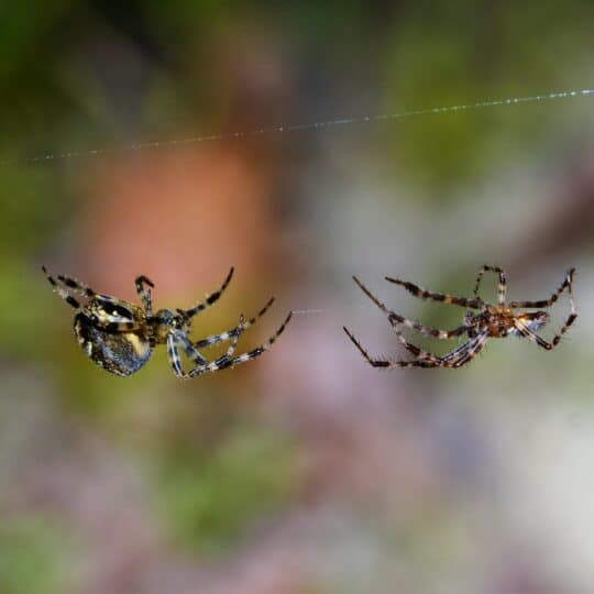 What is it About Spiders?