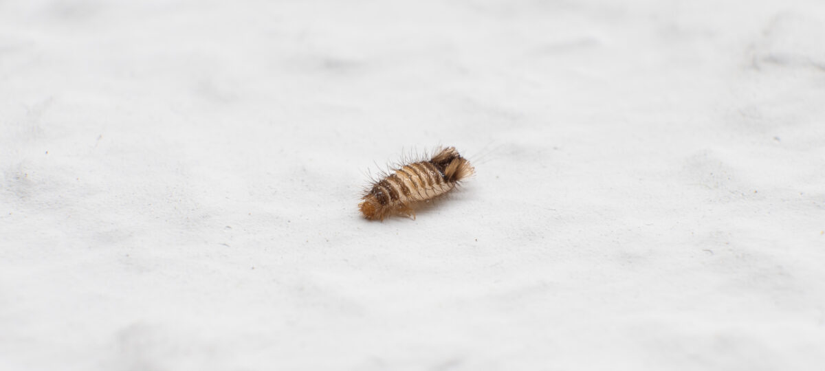 Varied carpet beetle larva (Anthrenus verbasci) on a white background. A pest of domestic houses and museums. The insect has fine hairs that can cause allergic reactions after contact.