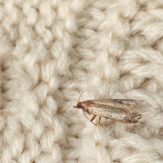 How Difficult Are Clothes Moths to Eliminate?