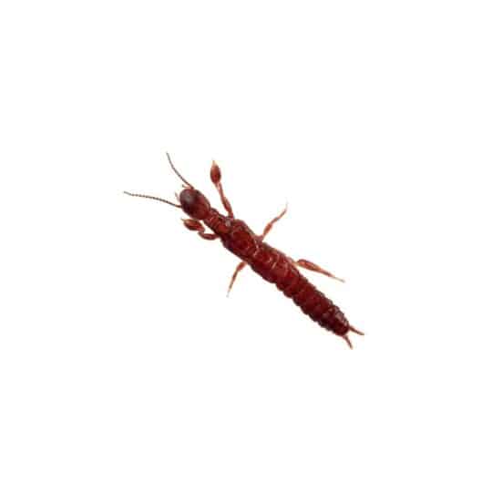 All About Your Roof – The Hidden Entrance for Pests