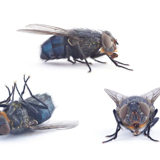 What Can Pest Control Do About Flies?