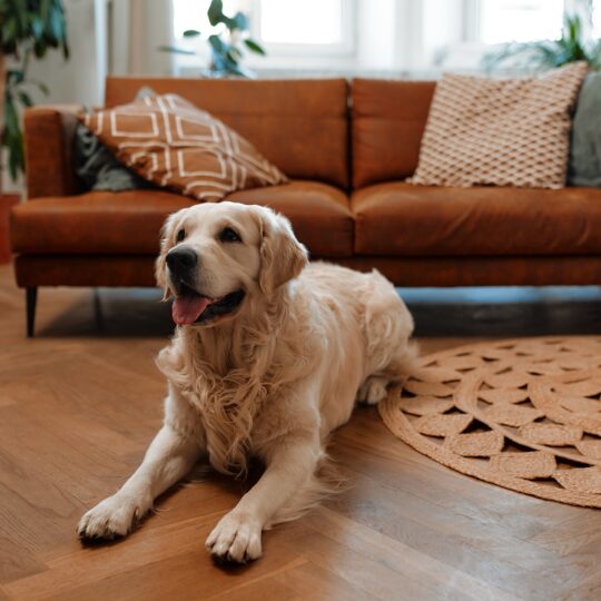 Is Putting Flea Medicine on Your Pet Enough to Eliminate Most Fleas?