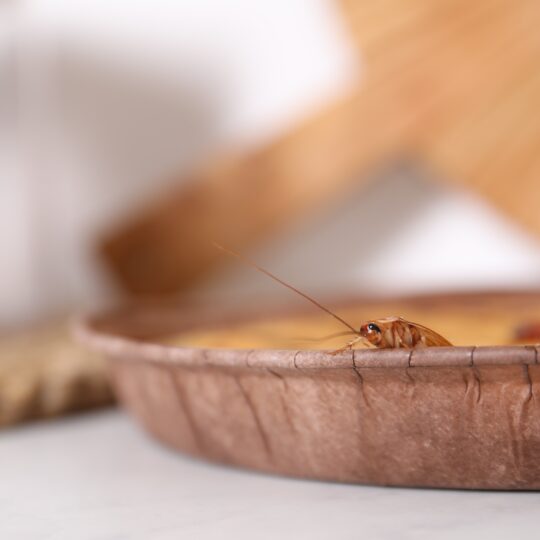 What Do Indoor Pests Do as The Weather Cools?