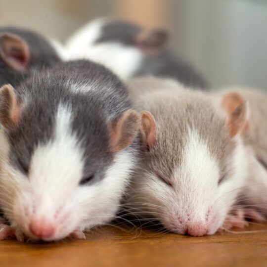 What Are the Real Dangers of Rats?