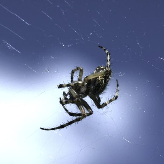 When Are the Pests Coming Back?