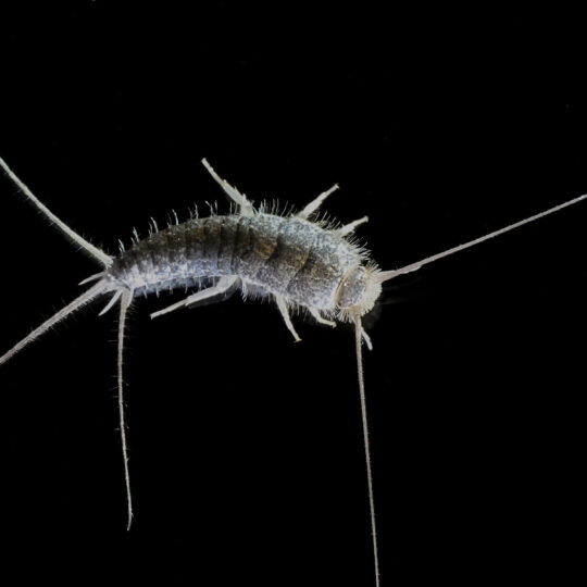 Why Northern Virginia Homeowners See More Silverfish in Newer Construction