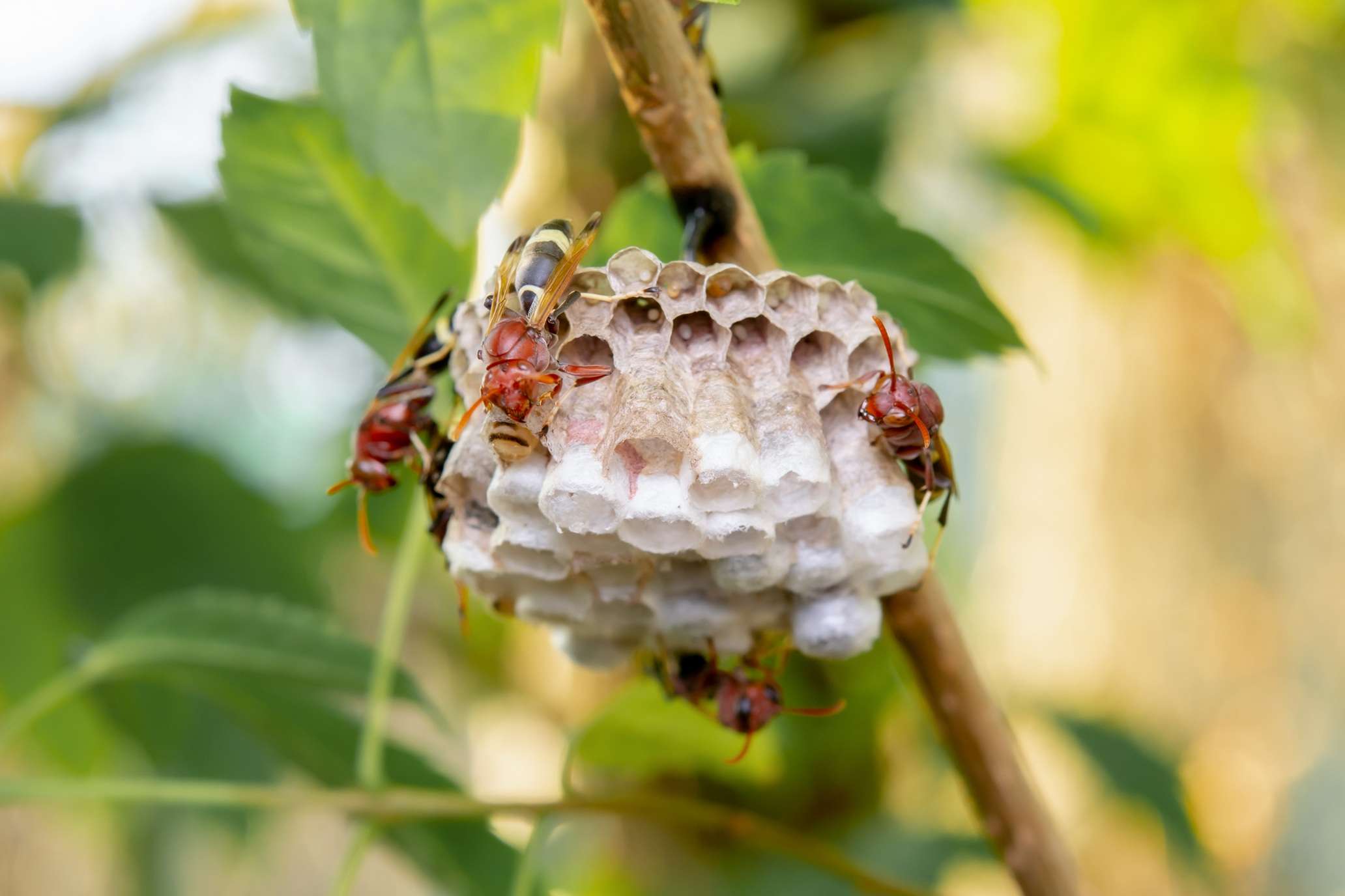 April Is When Stinging Insects Start Building Nests in Northern ...