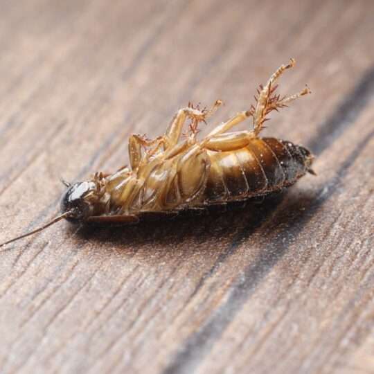 You Saw a Dead Cockroach – When Should You Be Worried?